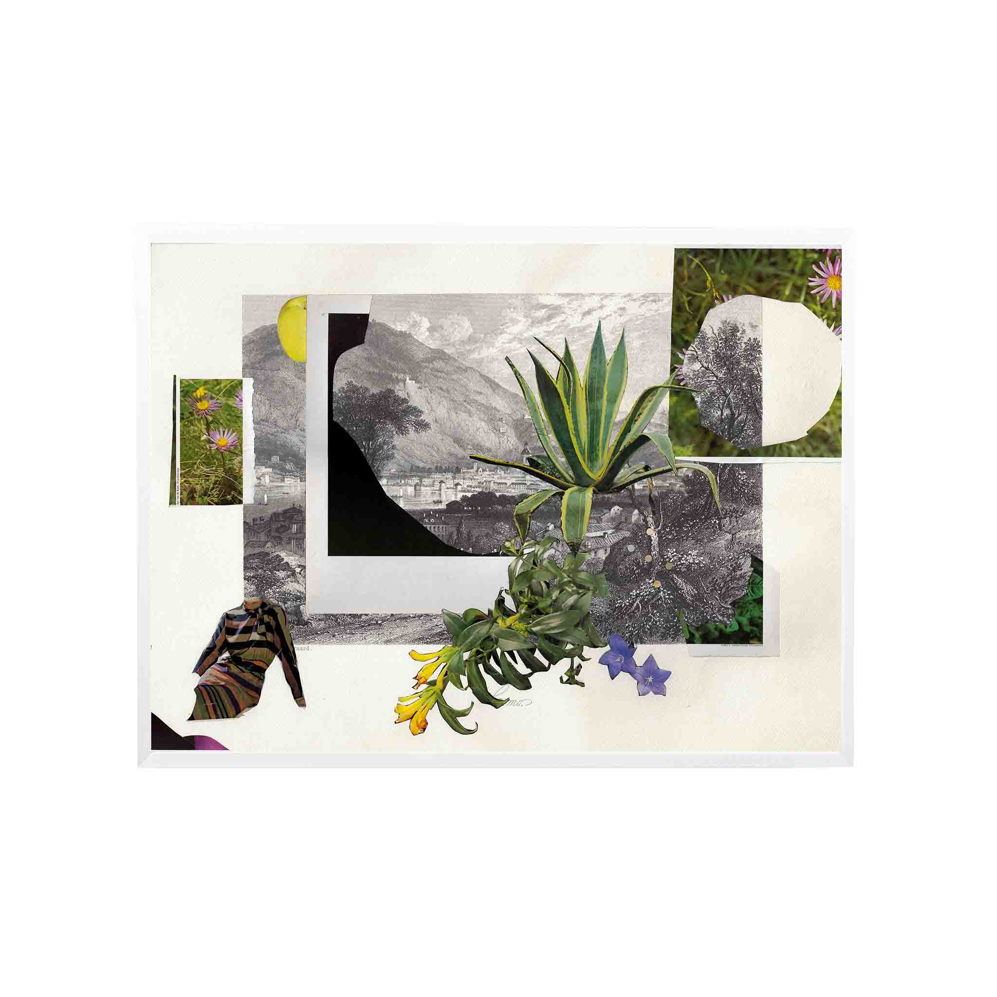 PLANTAS by Virginia Echeverría - CODÚ