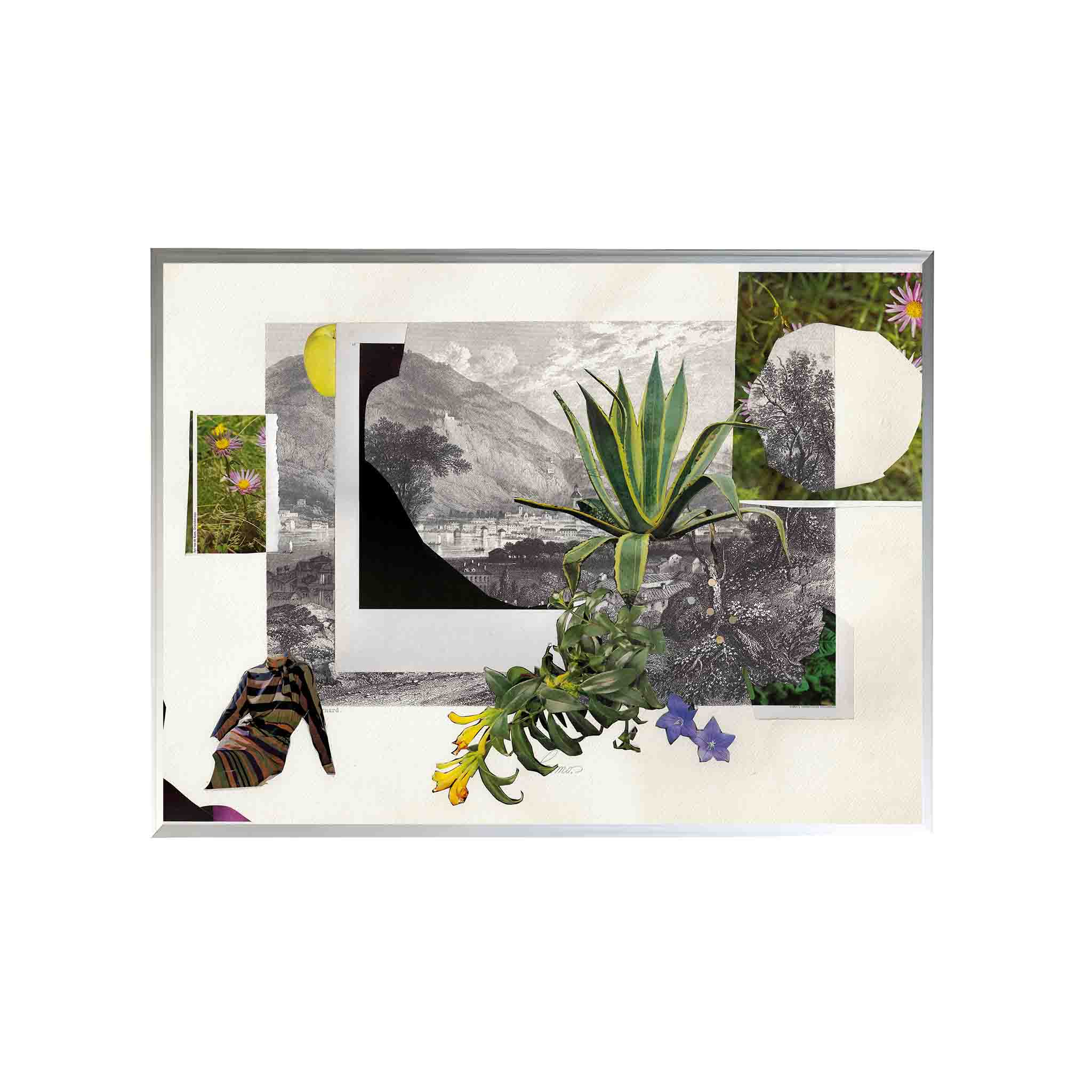 PLANTAS by Virginia Echeverría - CODÚ